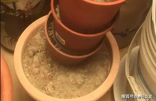 简单检测盆土干湿状况,轻松学会正确浇水,不怕将植物养死