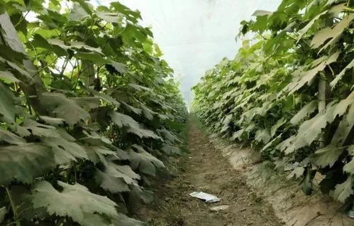 摘完葡萄不要冷落了葡萄树,这样管理明年结果多,更赚钱