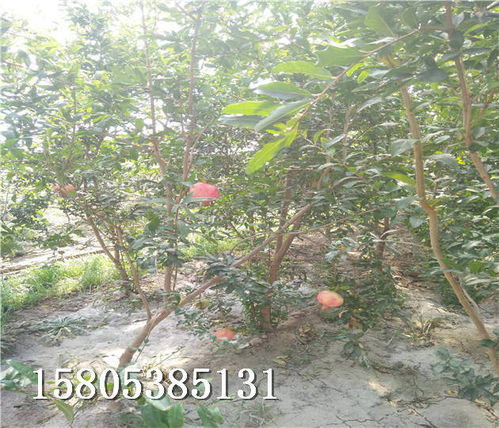 盆栽石榴树哪个品种好;盆栽石榴树什么品种好