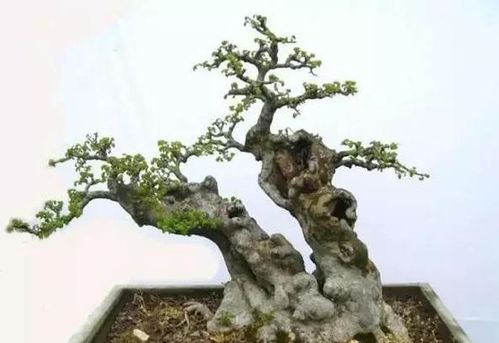 移栽老桩榆树,如何才能成活没难度 重点注意3步,心中非常有数
