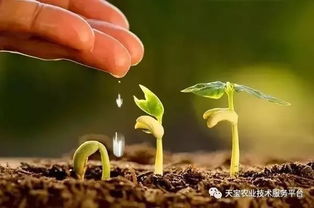 如何调节土壤酸碱度 深入解析土壤pH值