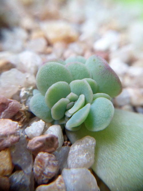 简要5点来说明,多肉要用颗粒土