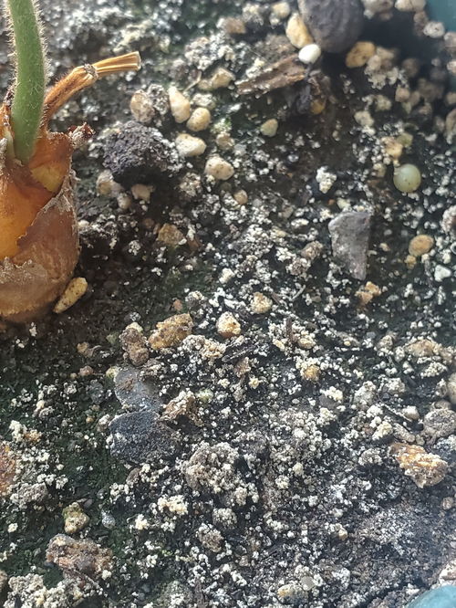 土壤表面白色的菌是霉菌吗 对植物有害吗