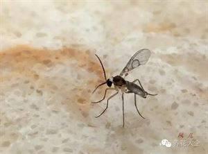 花盆里有很多小黑虫怎么办;花盆里有很多小黑虫