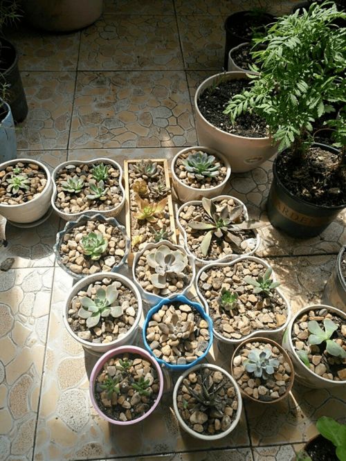 花盆底部垫什么好、花盆底垫什么透气不漏土