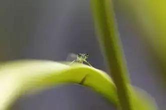 妙招 养花时出现了小飞虫 教你一招消灭