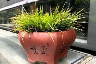 价格 图片 品牌 怎么样 元珍商城
