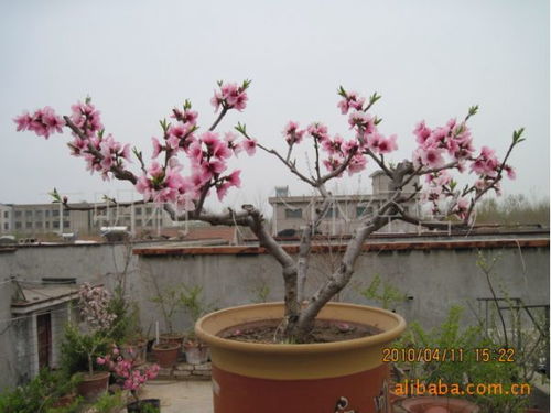 供应盆栽桃花 桃树 绿化苗木 果树苗木 盆栽果树 果树盆景