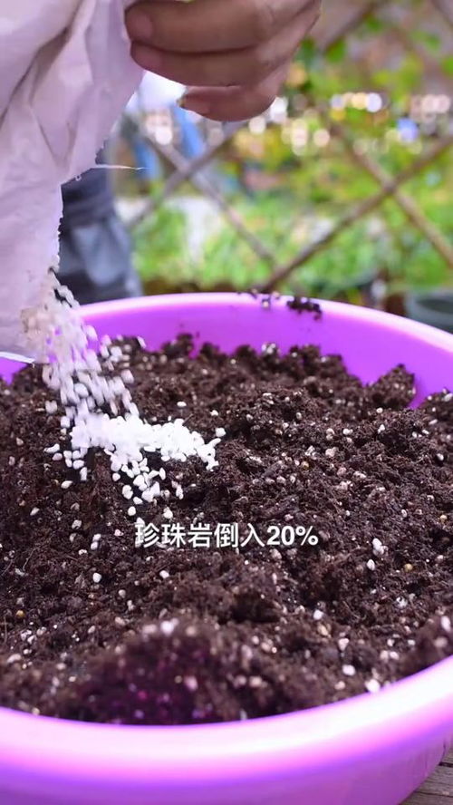 椰砖自配营养土,省钱松软更营养,省下大量买土钱
