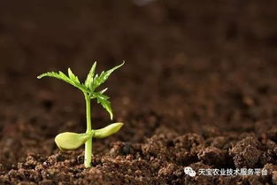 土壤消毒技术大汇总