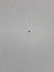 最近家里白墙上爬了好多棕色小虫子,还跑到床上去了,像是虱子 家里不潮湿,到底怎么办,好烦 求助