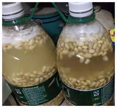 黄豆泡一泡,倒进花盆里,劲大营养足,养花种菜一级棒