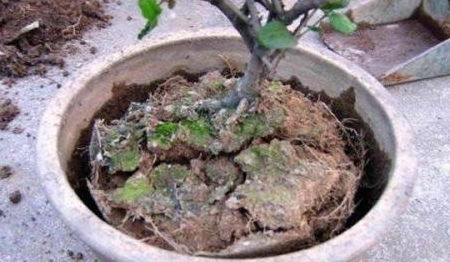 给板结的盆土撒上一层 它 ,自动 溶解 ,改善土壤结构肥力足