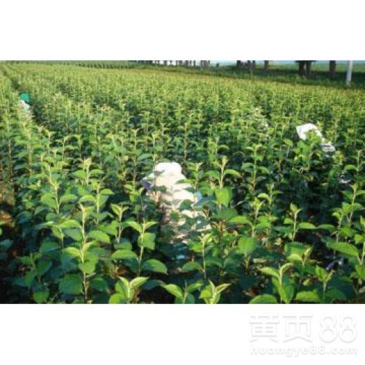 【河南专业从事苹果苗报价苹果苗木】- 黄页88网