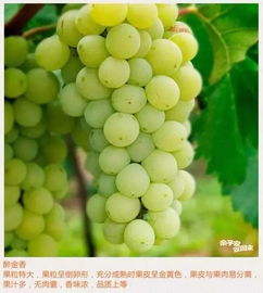 摘葡萄 挖野菜 赏荷花 孟津14家葡萄园采摘最全攻略,摘到你手软