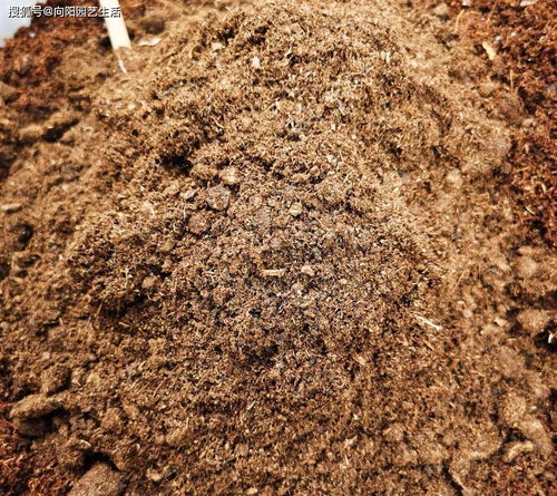 都说椰糠养花好,针对不同品种,千万别乱用,用错了容易烂根