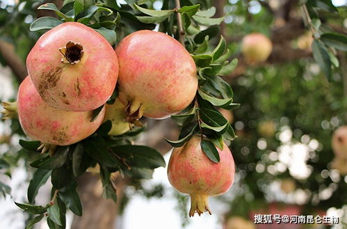 石榴追肥用什么肥料 石榴用什么复合肥 石榴膨大素什么时候用