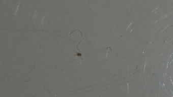 今天在家里突然发现这样的虫子有知道的告诉一下到底是什么东西,灰尘大小的虫子,肉眼可见