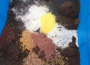 绿萝蟹爪兰盆里掺点它,不招虫猛长个,年年开爆盆