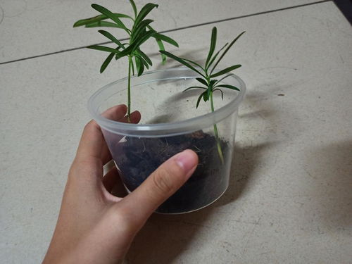 请问买营养土好还是椰砖好