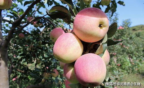 果树苹果追肥用什么肥料 苹果叶面喷什么好 什么时间施肥果实增甜
