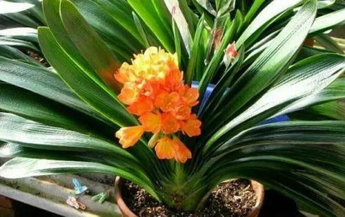 君子兰夏季不开花,出现夹箭,叶子不整齐,给它换盆土吧