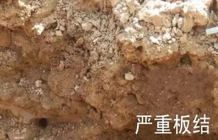 土壤板结的危害及解决方案