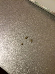 卧室床上老是发现白色颗粒像是动物昆虫的粪便