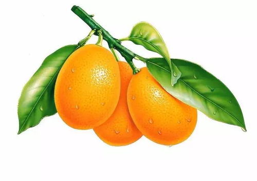 花开富贵 添喜气 春节买花指南,拿走不谢