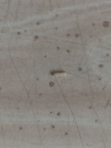 这个是什么虫子 这几天店里地板上出现好多这样的虫子 有什么办法去除