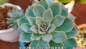 多肉预防病虫害需每月喷洒一次多菌灵对水 组合的多肉盆栽才最美