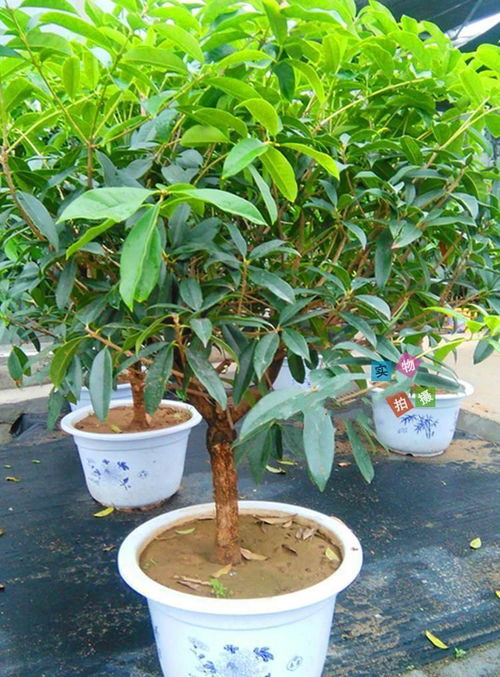室内养桂花是好事,却迟迟不爱开花,正确的养护方法你知道吗