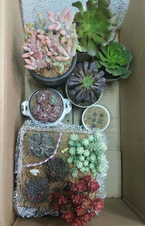 没有窗户不通风没有阳光只有灯光的房间可以养什么植物