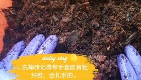 这种方法洗椰砖,蓬松又干净 养花种菜配土松软 透气