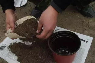 花盆土壤消毒用什么药 快来学几招花土快速消毒方法