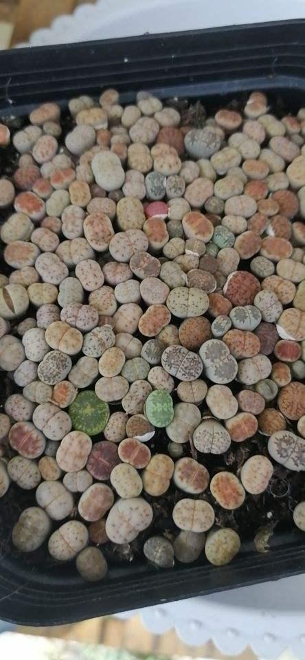 一把种子撒花盆,长出一堆小屁股,密密麻麻的小石头