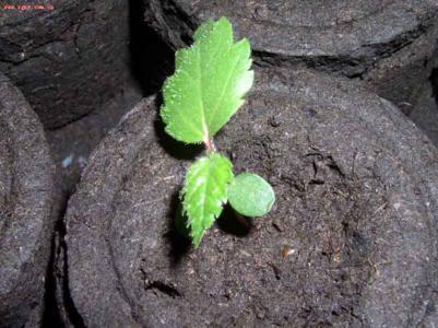 马鞍山白泥炭哪里实惠物超所值