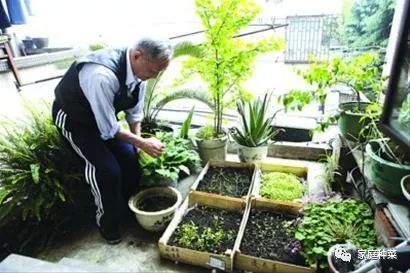 只要掌握这些阳台种菜技巧,你家的菜到烂了都吃不完