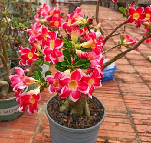 到了秋天,也是养花人最喜欢的季节