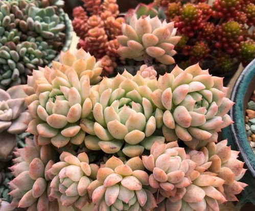 多肉植物 小苗 的养护,温度控制好,1盆能活好几年