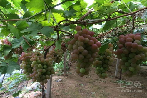 南方葡萄种植技术介绍