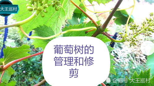 葡萄树的管理和修剪,生长期更加重要