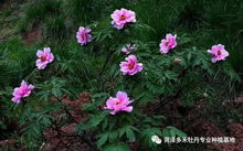 常见花卉绿植之 牡丹 的种植管理技术