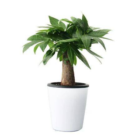 发财树室内外花卉盆景植物盆栽大招财树摇钱树花苗客厅大型绿植