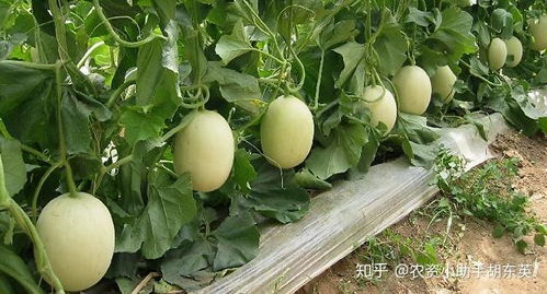 甜瓜烂根病预防方法,根腐病怎么治最见效 防治枯萎黄萎病用药根小子 
