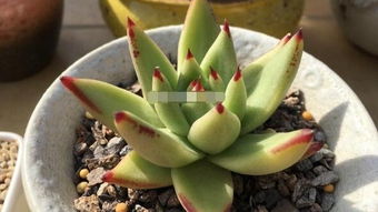 1个 小窍门 ,轻松搞定花盆 小黑虫 ,省钱又省事