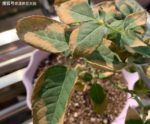 花草叶片发黄 根须腐烂,是怎么造成的 4个坏毛病惯得