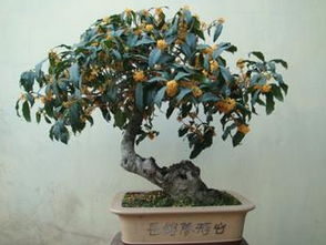庭院中盆景桂花择陶盆最佳