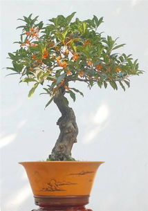 养好盆栽桂花,盆土 窍门 要记牢,缓苗快,开花旺