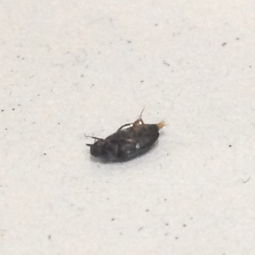 家里有会飞的小黑虫,怎么办 